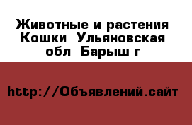 Животные и растения Кошки. Ульяновская обл.,Барыш г.